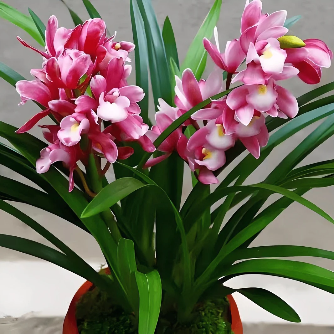 云南兰花(自选连接)浓香好养活造景发苗快素花奇花艺草