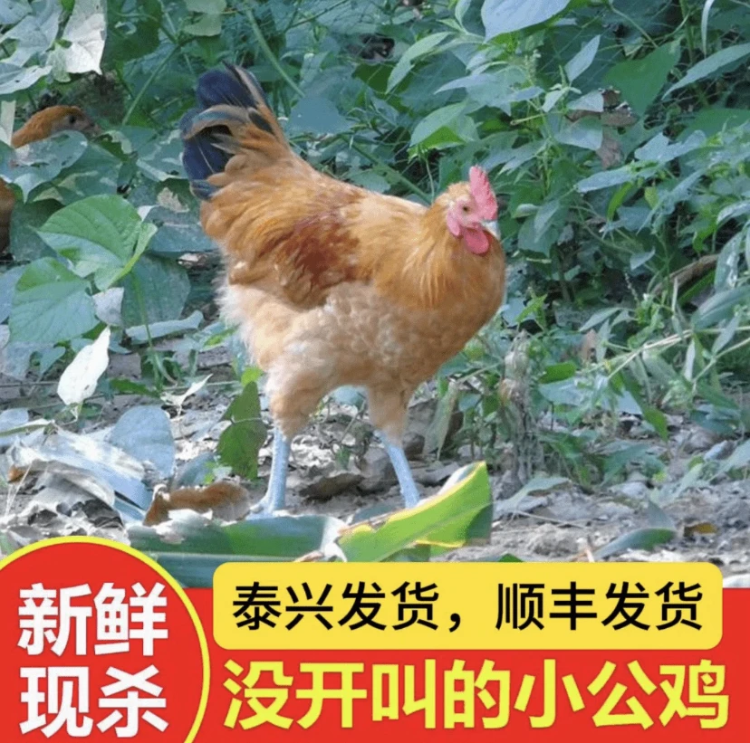 泰兴童子鸡公母随机顺丰发货