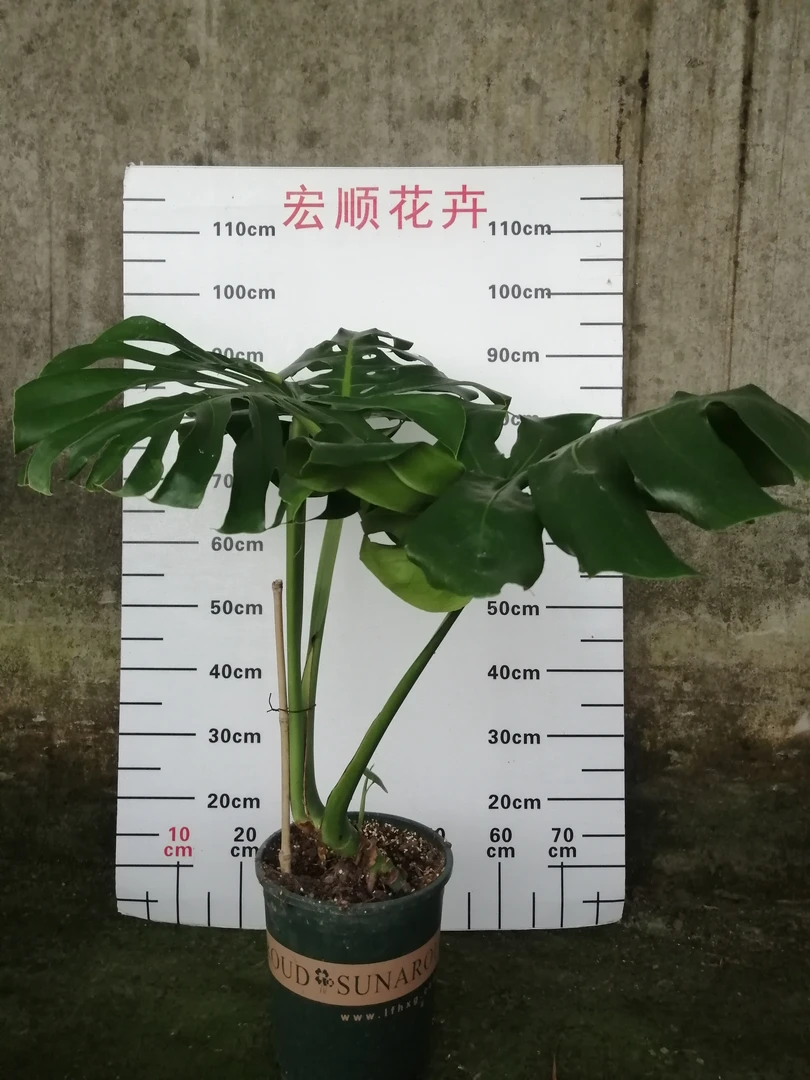 龟背竹单棵老桩净化空气吸甲醛,适合放在客厅,卧室办公室。