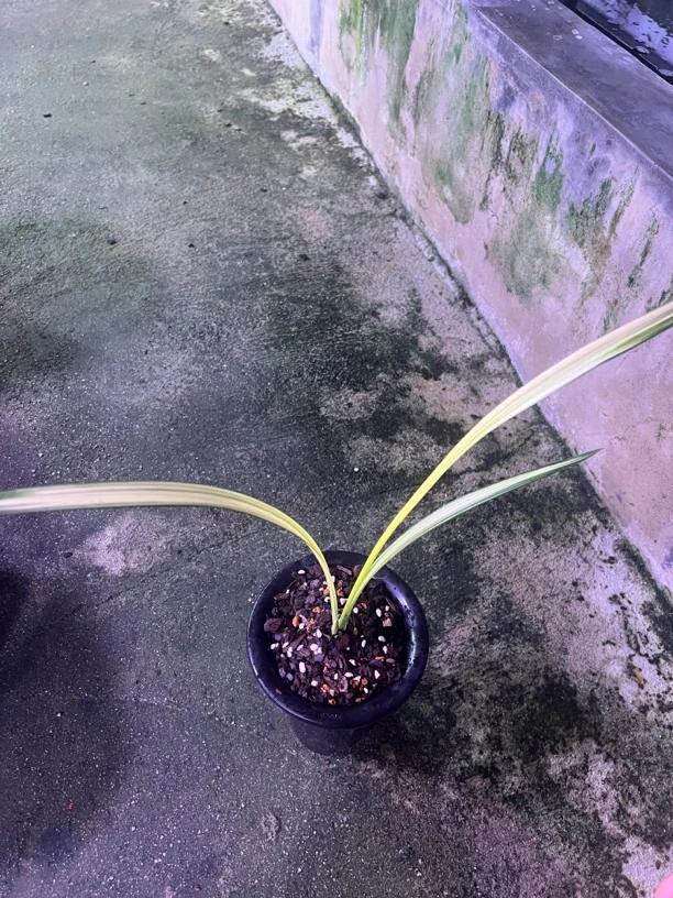 兰花 国兰精品  中透艺