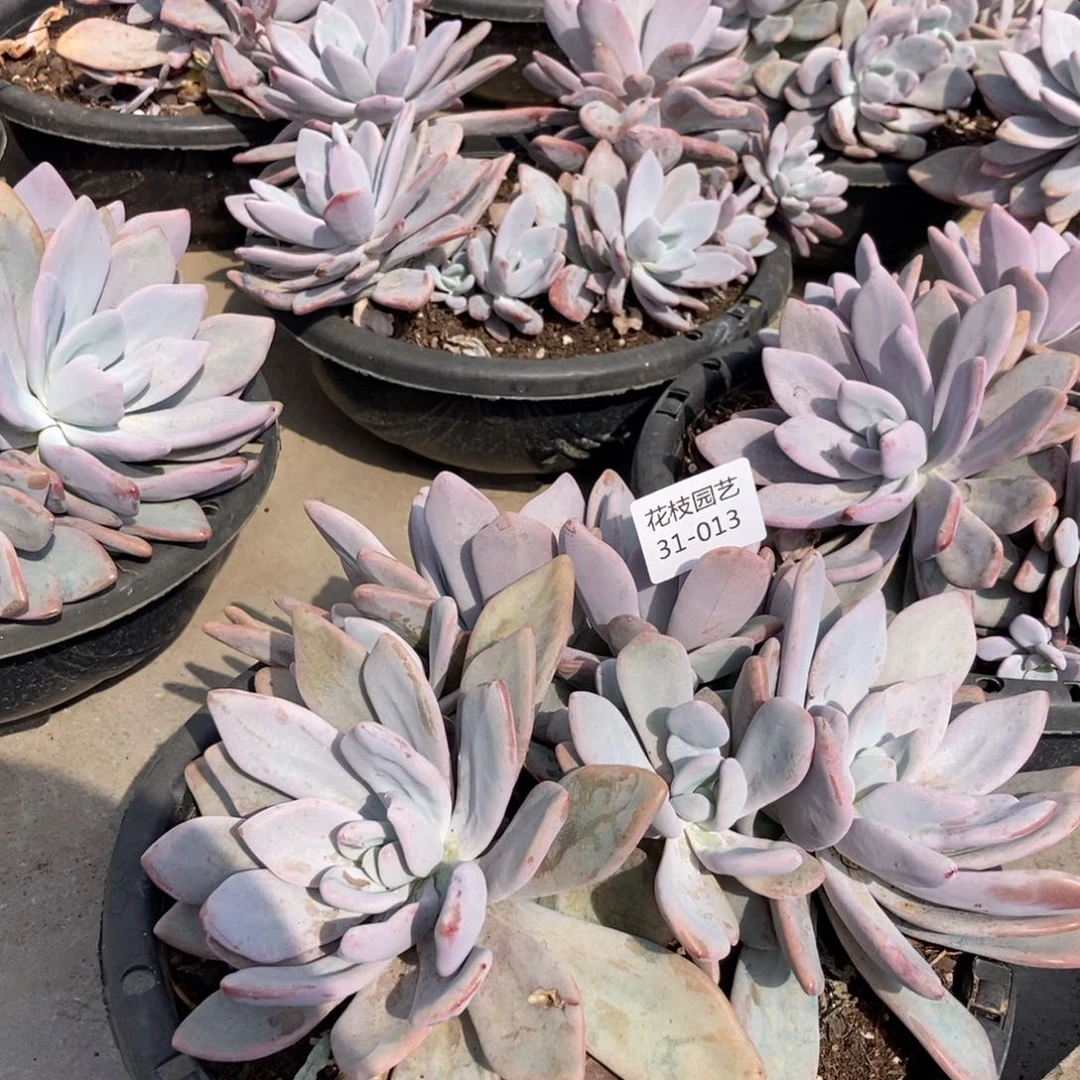 31-13粉兔随机没状态