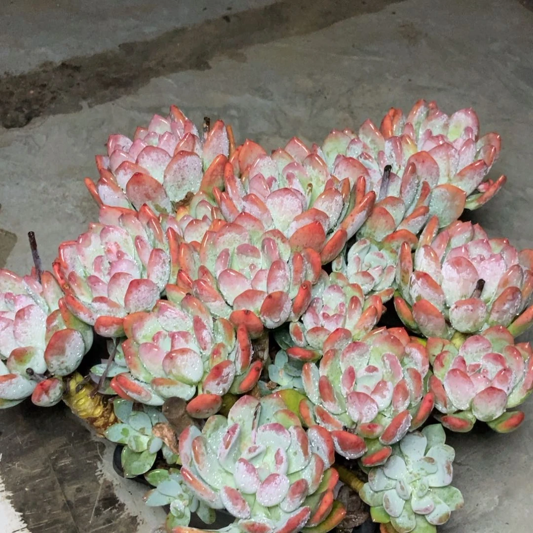 灰姑凉一颗老桩子无砍