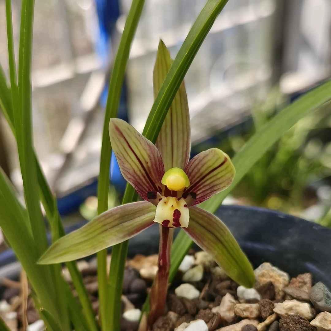 春兰 直播间一物一拍（新疆 西藏 青海）不包邮