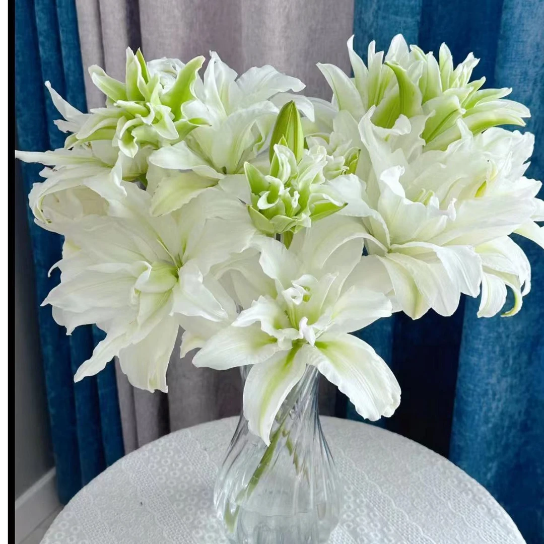 【中花卉】重瓣百合【艾莎】多头3支12个花苞 清新脱俗 优雅动人