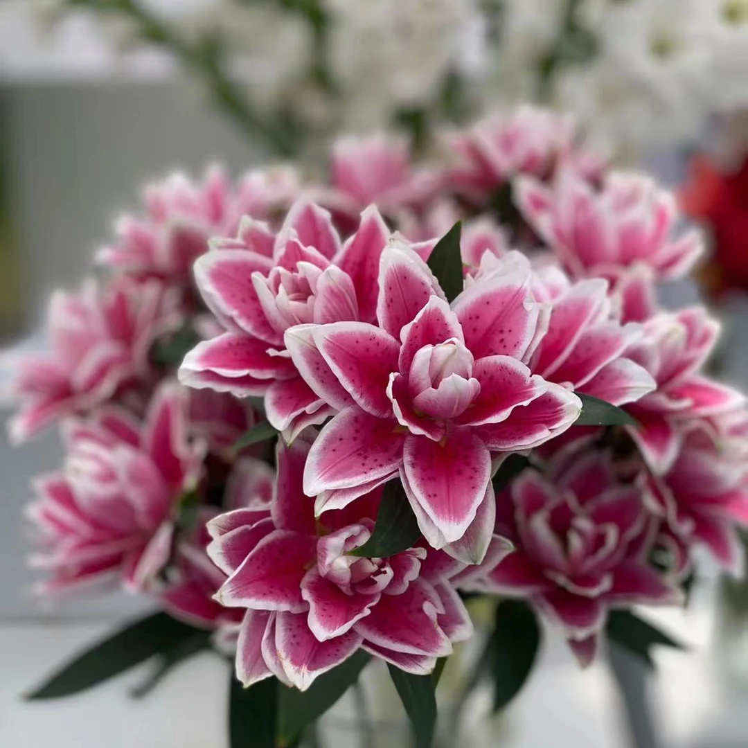 【中花卉】上海种业重瓣百合【火星之恋】12花苞 云南昆明直发