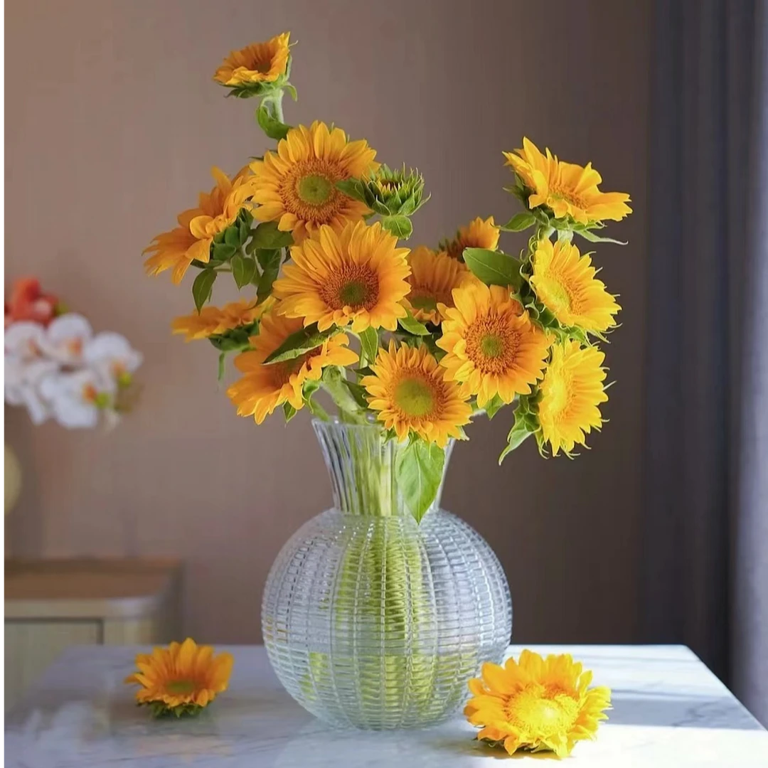 【中花卉】【绿心向日葵】明媚可爱充满活力 云南昆明直发