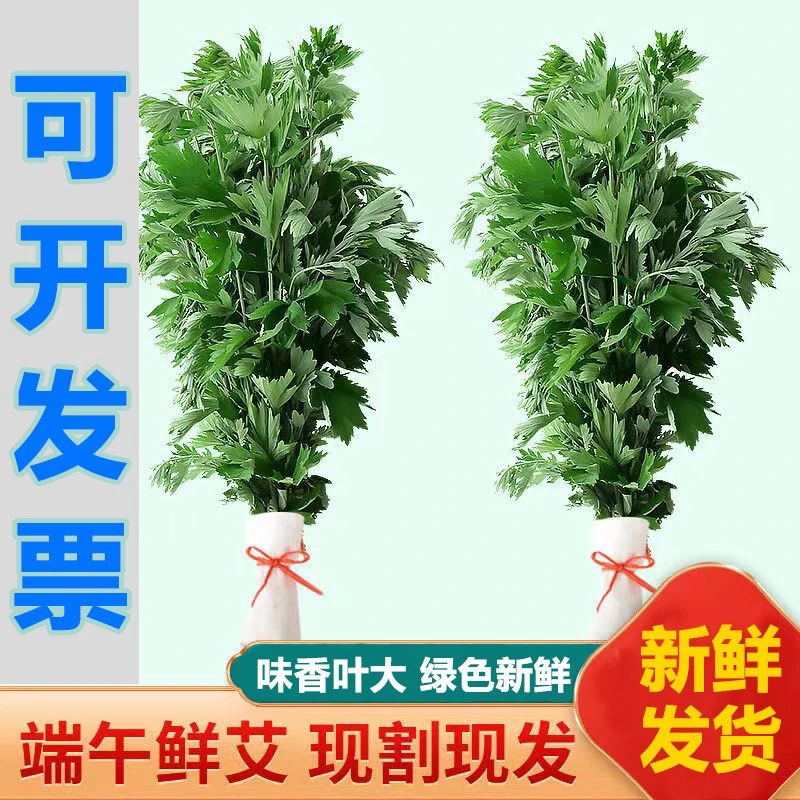 整颗新鲜清香鲜嫩加厚现摘现发植物挂门窗艾蒿青团蕲艾清香端午节