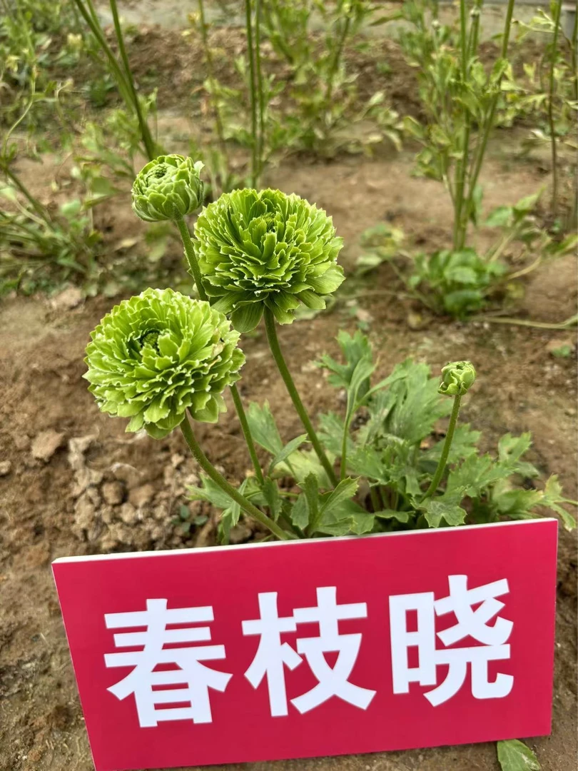 【带芽发货】绿花洋牡丹重瓣种球锦鲤系芹叶牡丹盆栽庭院耐寒四季花