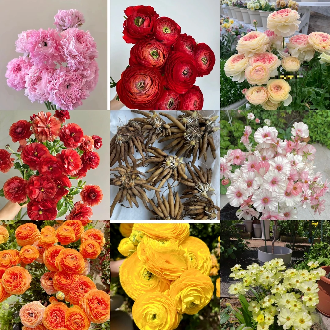 重瓣洋牡丹花毛茛种球花苗室内室外易养活花卉盆栽好活种根双多色