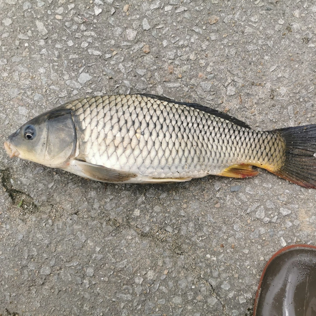 鲤鱼苗 快大品种全国包邮包活运输次日发货现货鱼塘养殖专属丰富