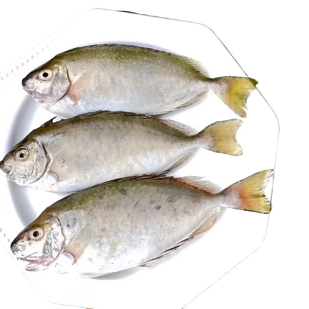 惠来神泉港灯光黄提鱼泥猛鱼苦提鱼有处理好