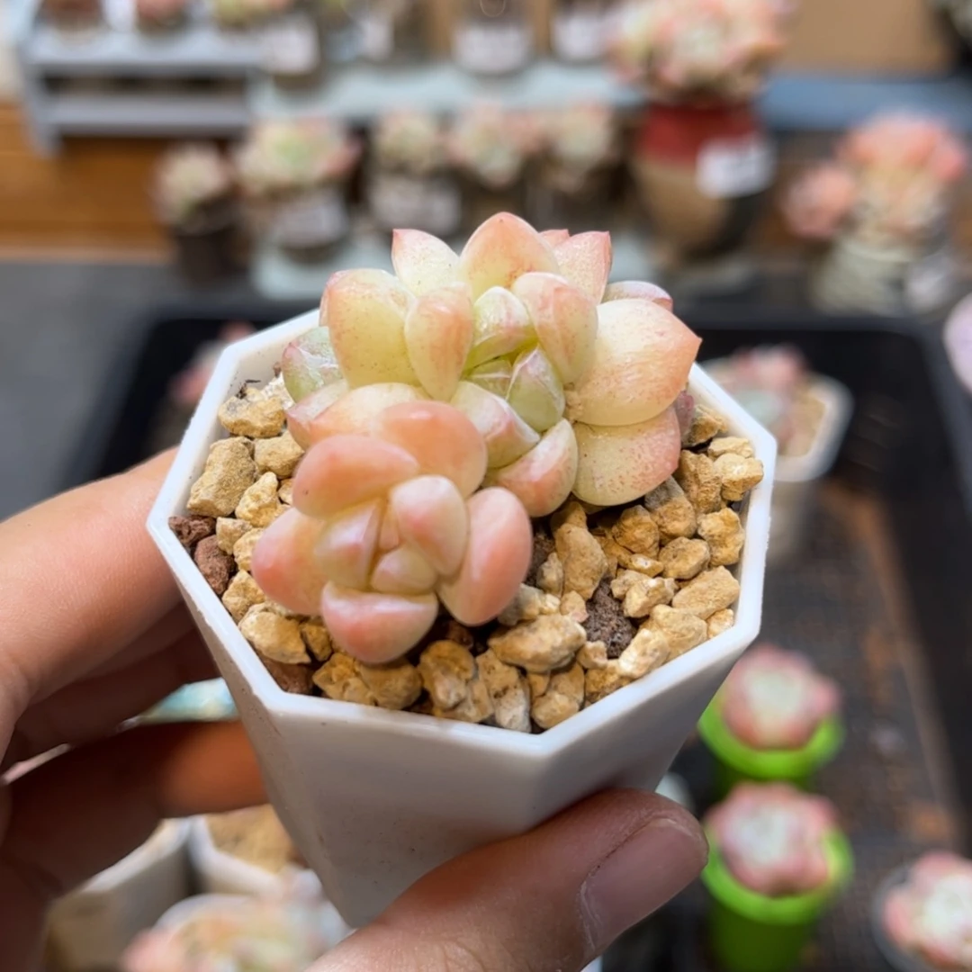 【闪购商品】5943冰玉4头
