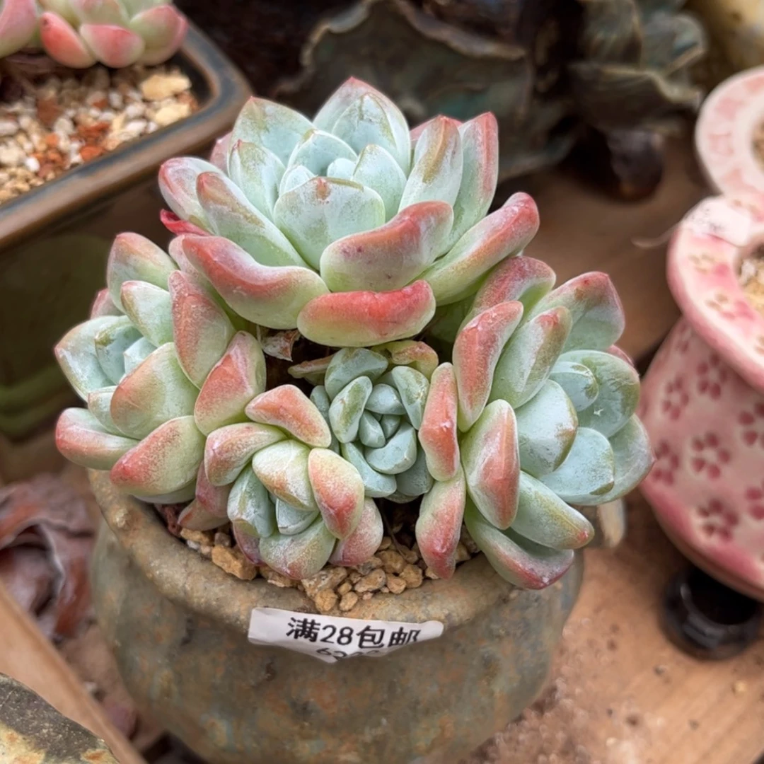 【闪购商品】6222冰玉7头