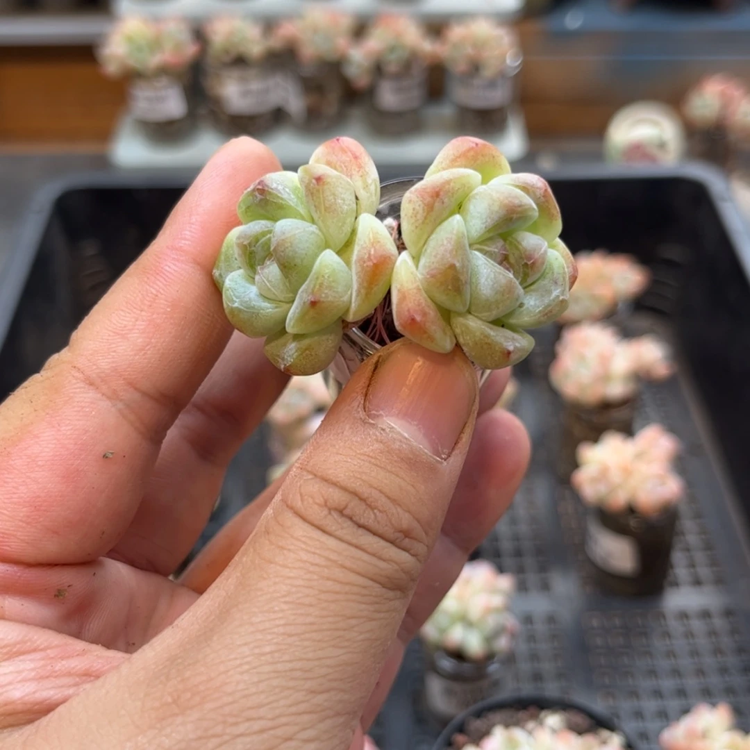 【闪购商品】2223。双头冰玉