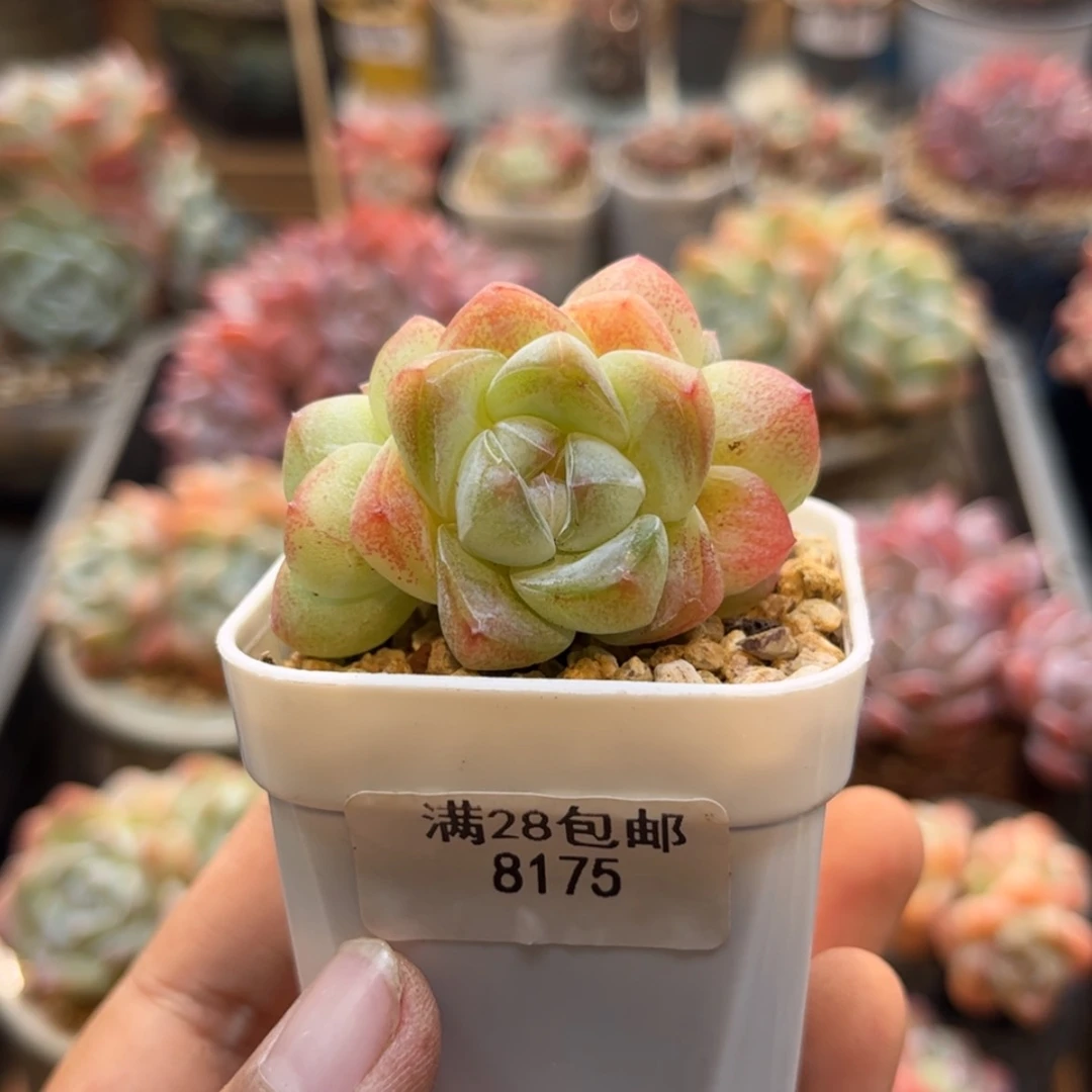 【闪购商品】8175冰玉3头