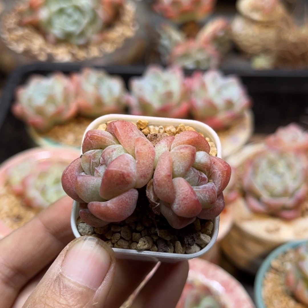 【闪购商品】3332冰玉双头