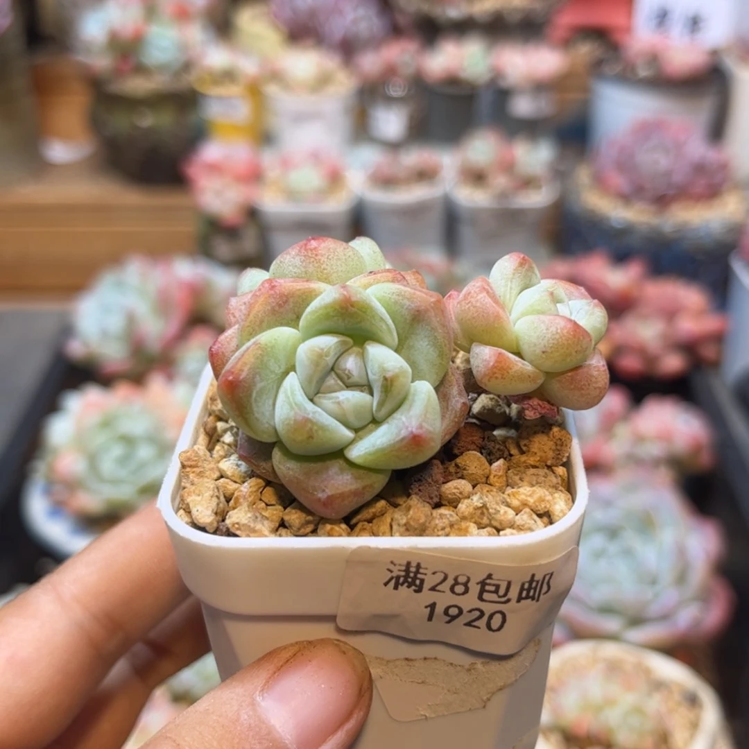 【闪购商品】1920冰玉3头