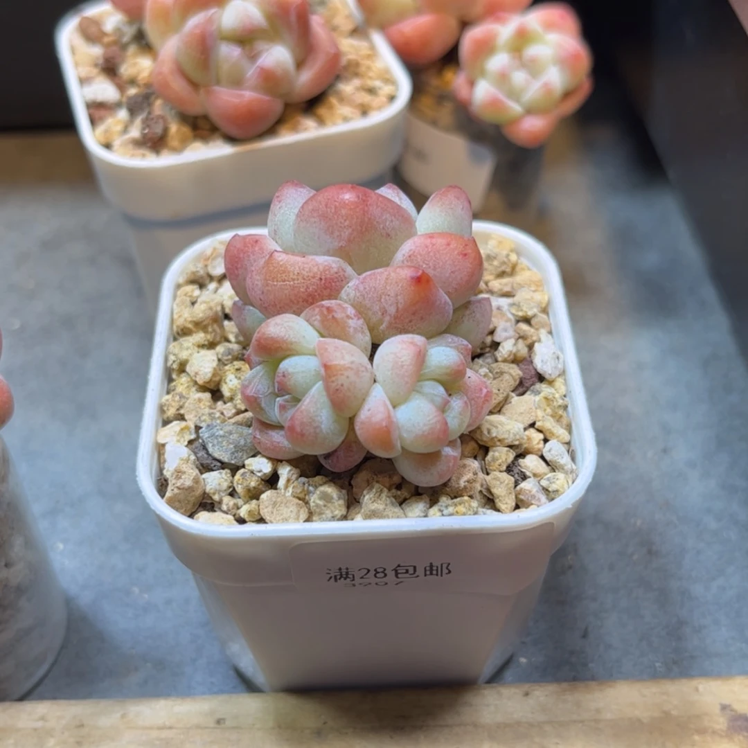 【闪购商品】3907冰玉3头