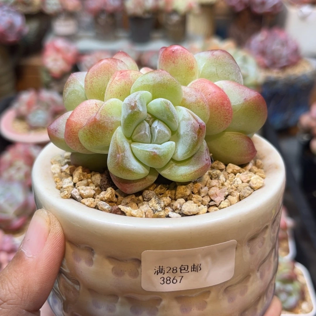 【闪购商品】3867冰玉3头