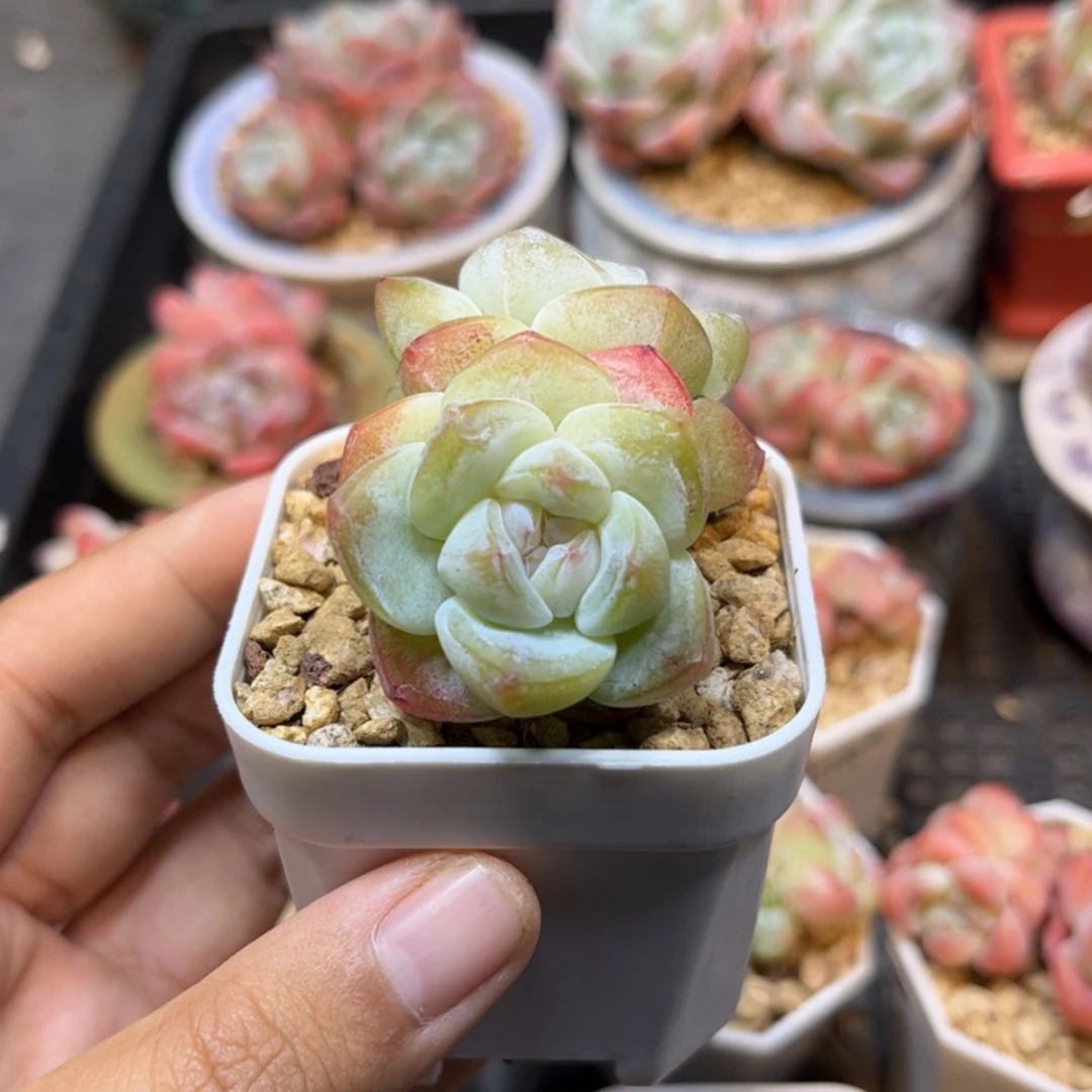 【闪购商品】1960冰玉双头