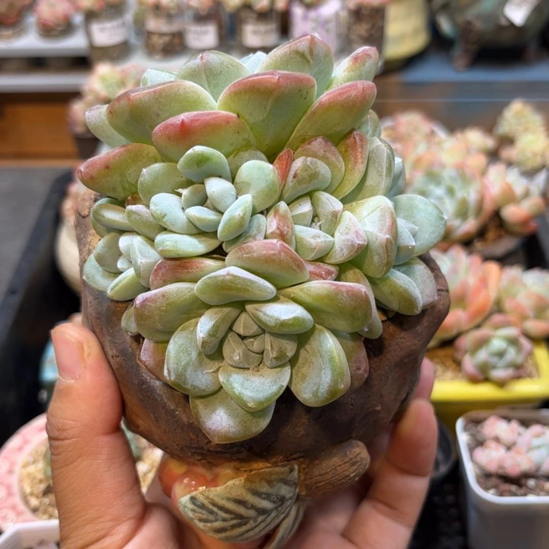 【闪购商品】6688六头冰玉