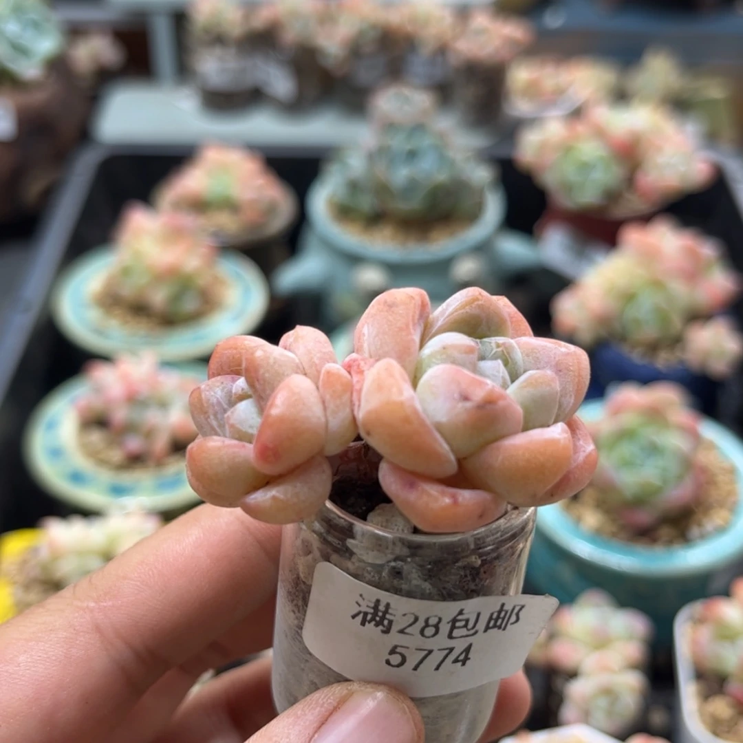 【闪购商品】5774冰玉双头