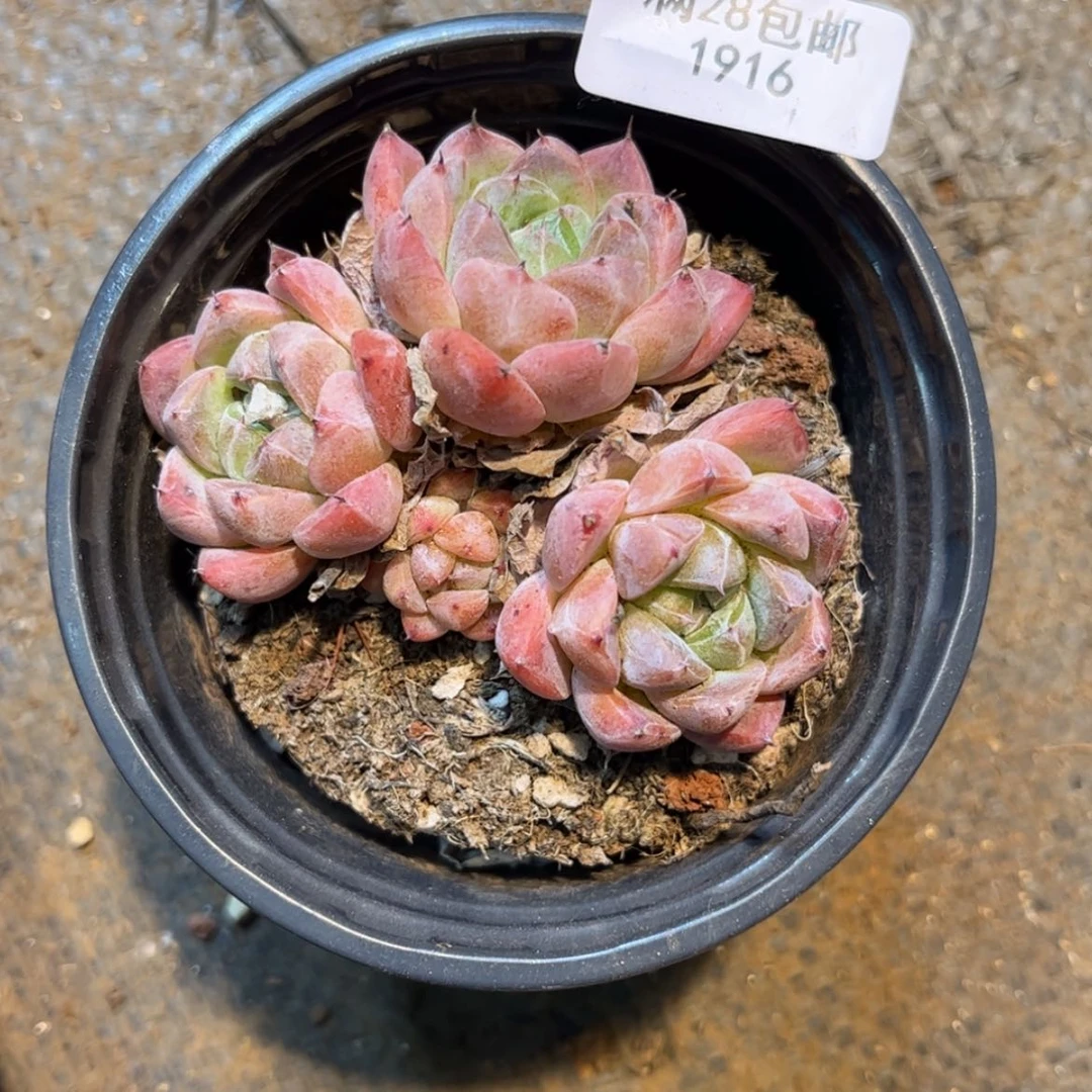 【闪购商品】如梦令多肉不包整1916