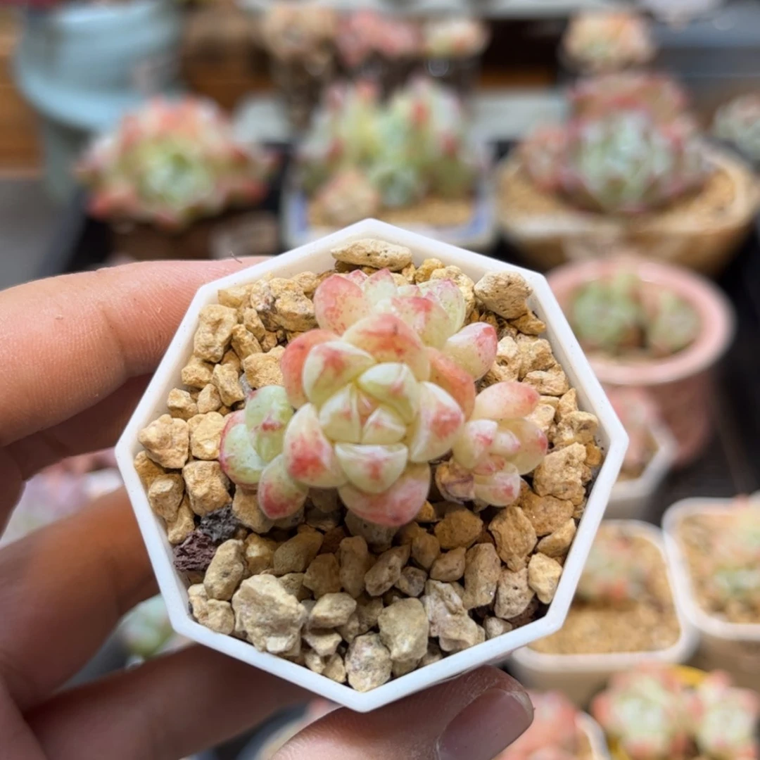 【闪购商品】1958冰玉4头