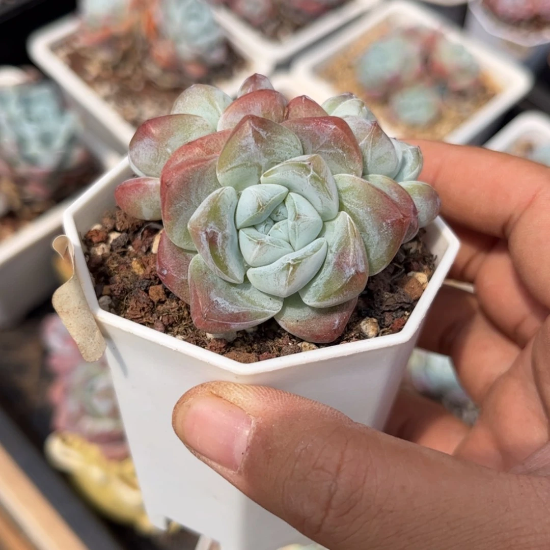 【闪购商品】0756冰玉3头