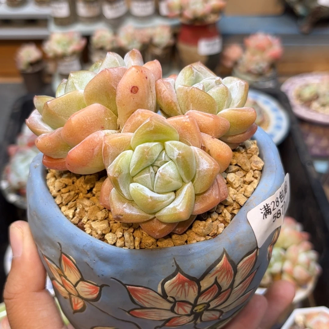 【闪购商品】5872冰玉3头