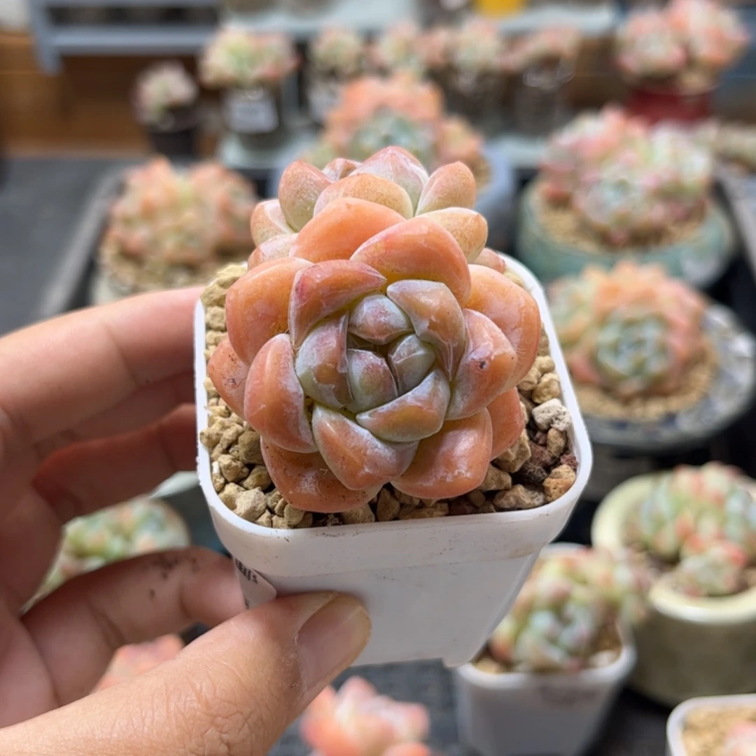 【闪购商品】6178冰玉双头