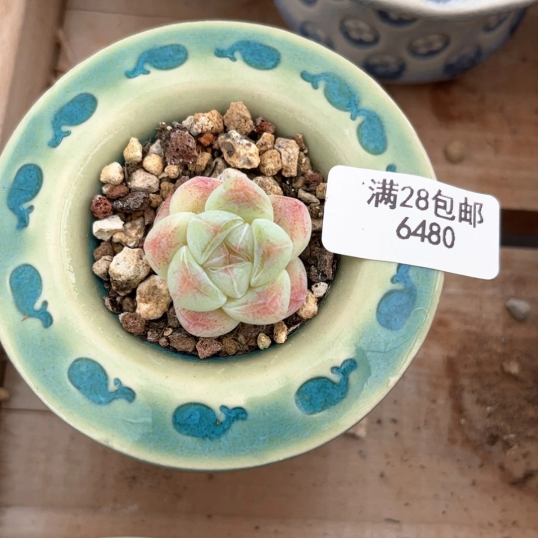 【闪购商品】6480冰玉单头