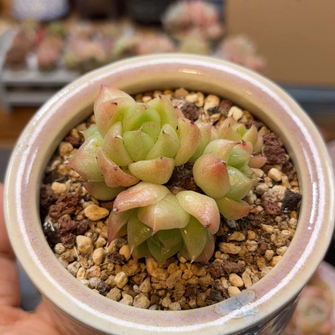 【闪购商品】5383石英群