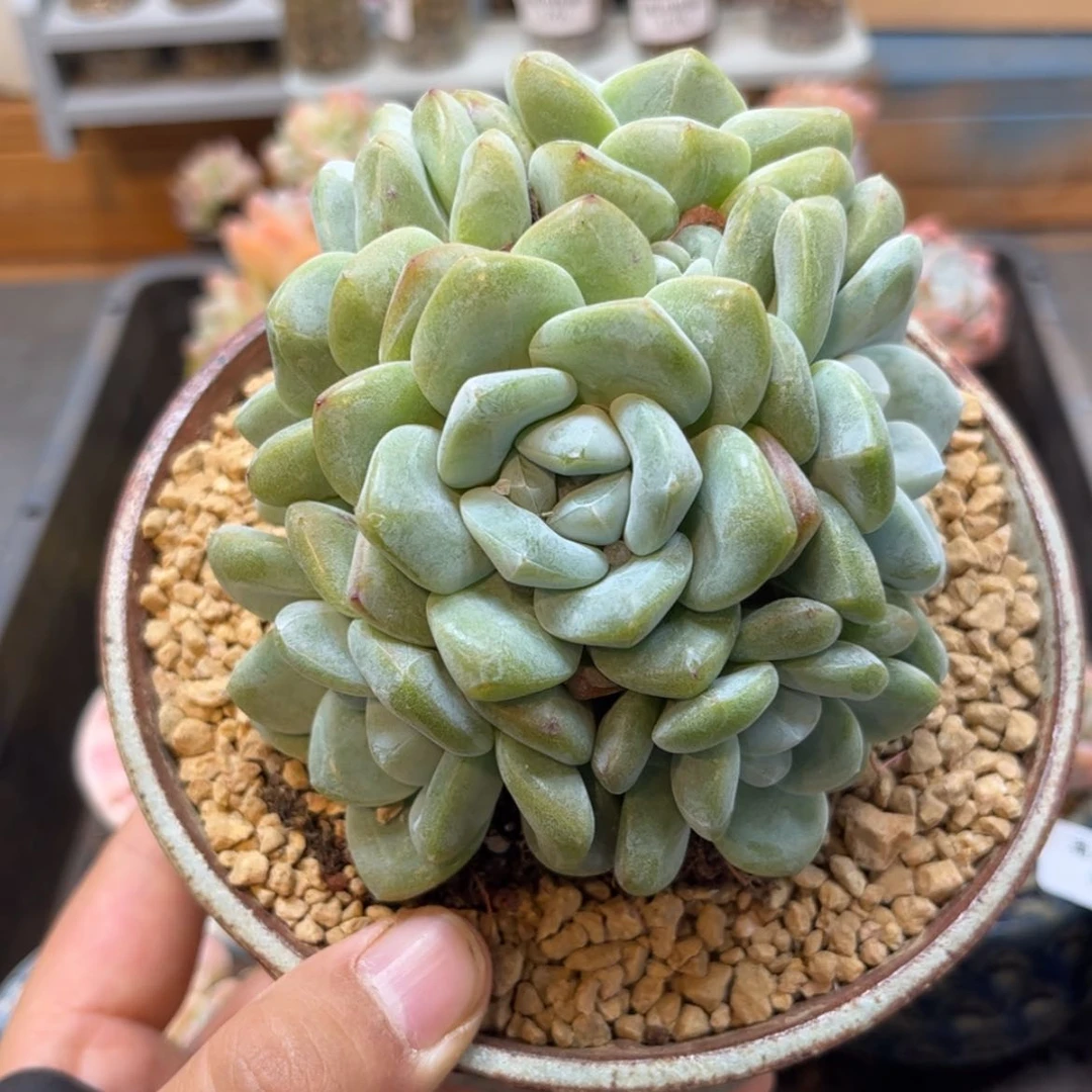 【闪购商品】6096 六头冰玉。