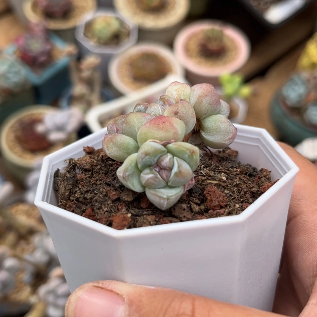 【闪购商品】1758冰玉紫心3头