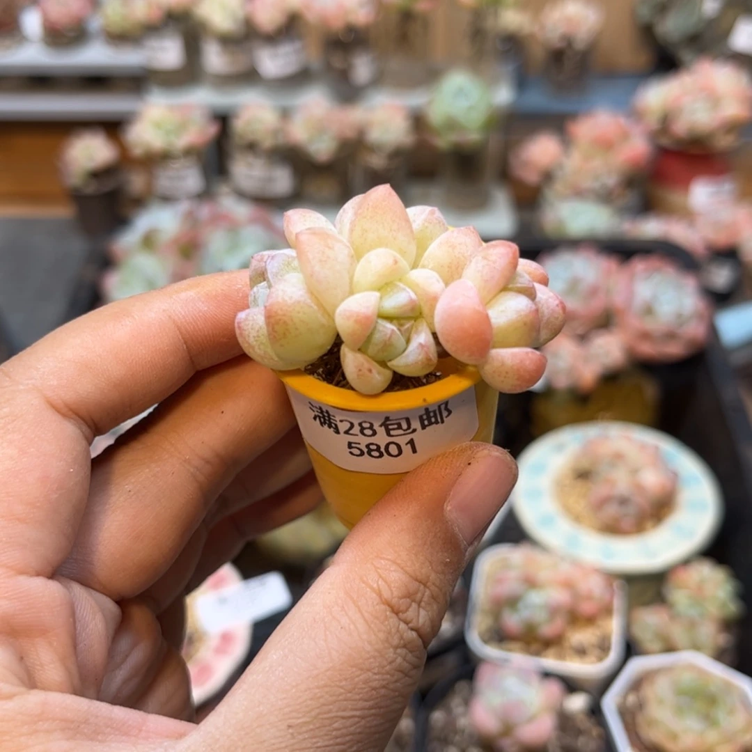【闪购商品】5801冰玉4头