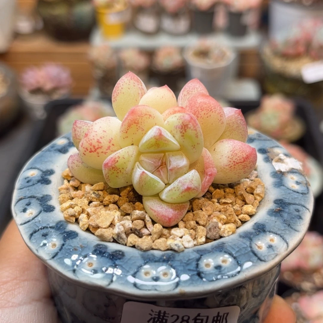 【闪购商品】3382冰玉3头