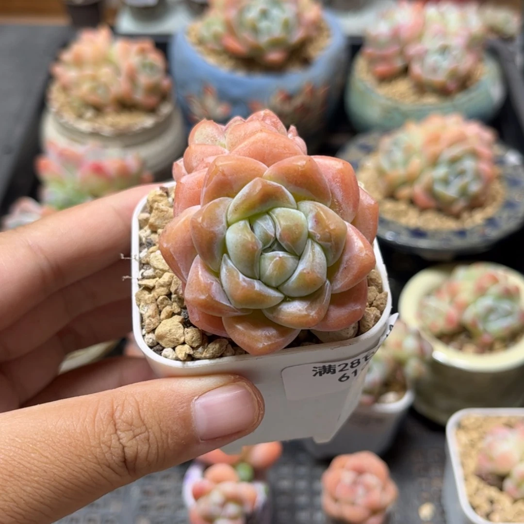 【闪购商品】6167冰玉双头