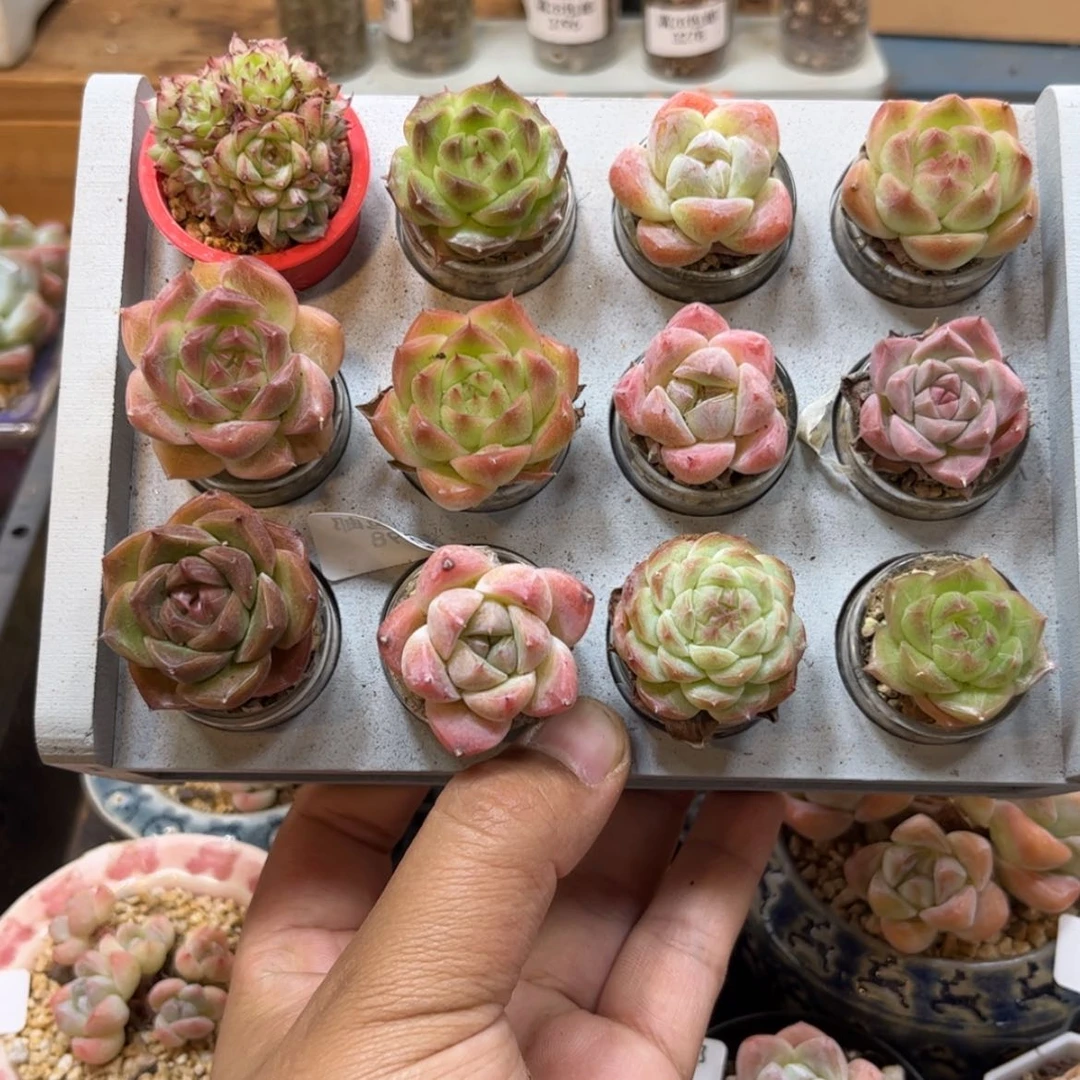 【闪购商品】15颗带盆一起发。不带架子