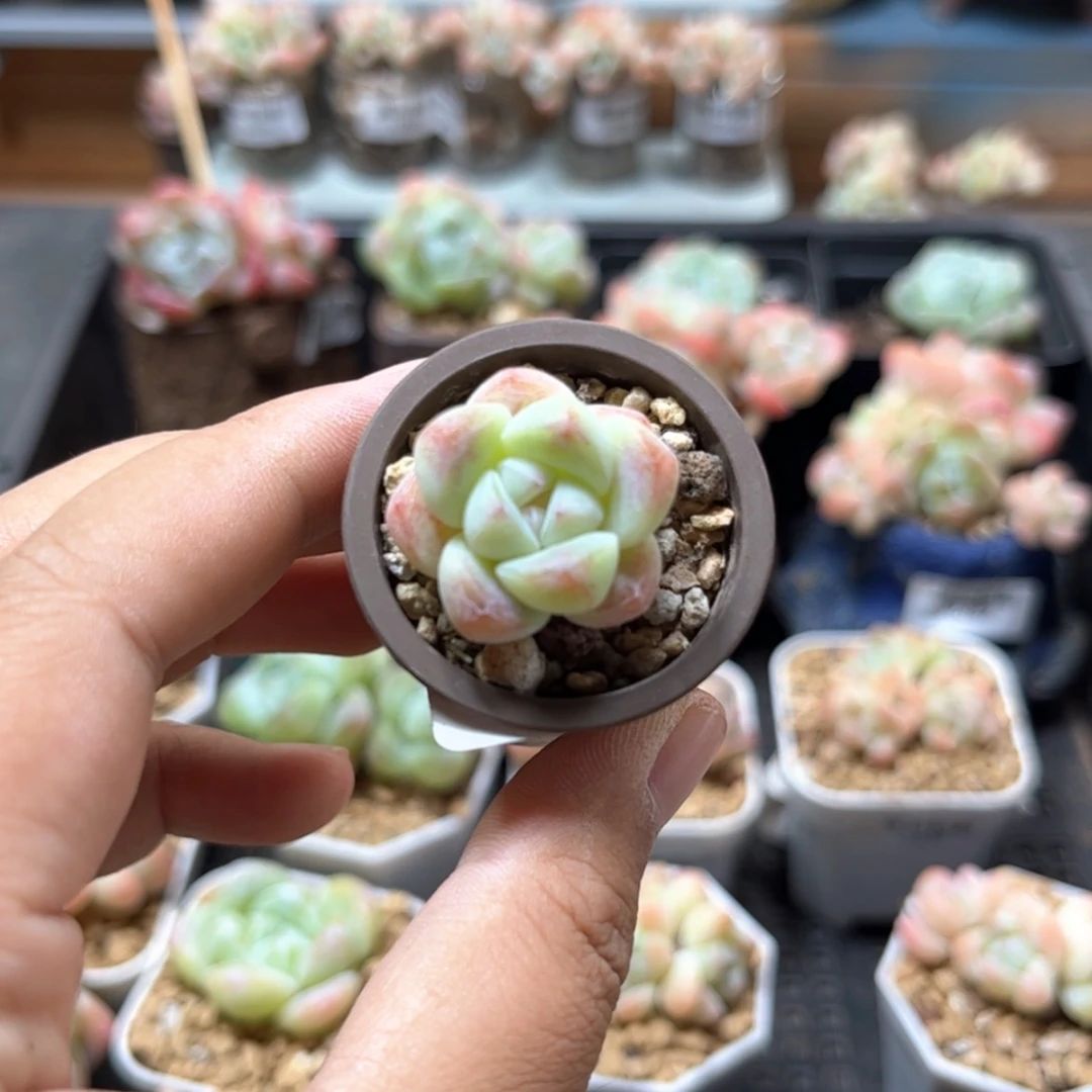 【闪购商品】6613冰玉单头