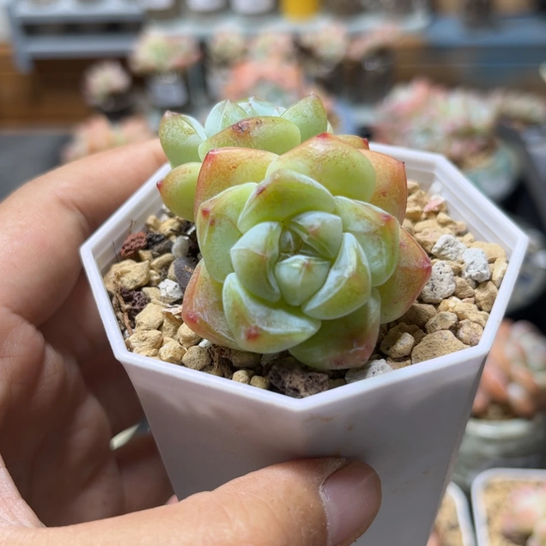 【闪购商品】2284冰玉双头