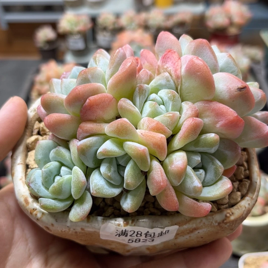 【闪购商品】5823冰玉6头