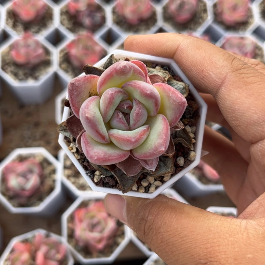 【闪购商品】3439泡芙单头