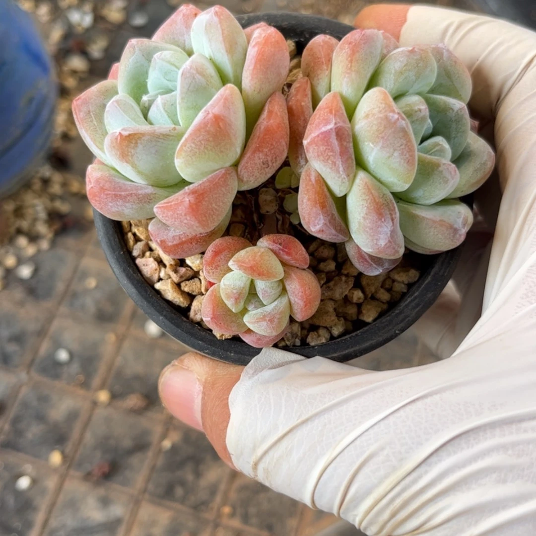 【闪购商品】1413双头冰玉