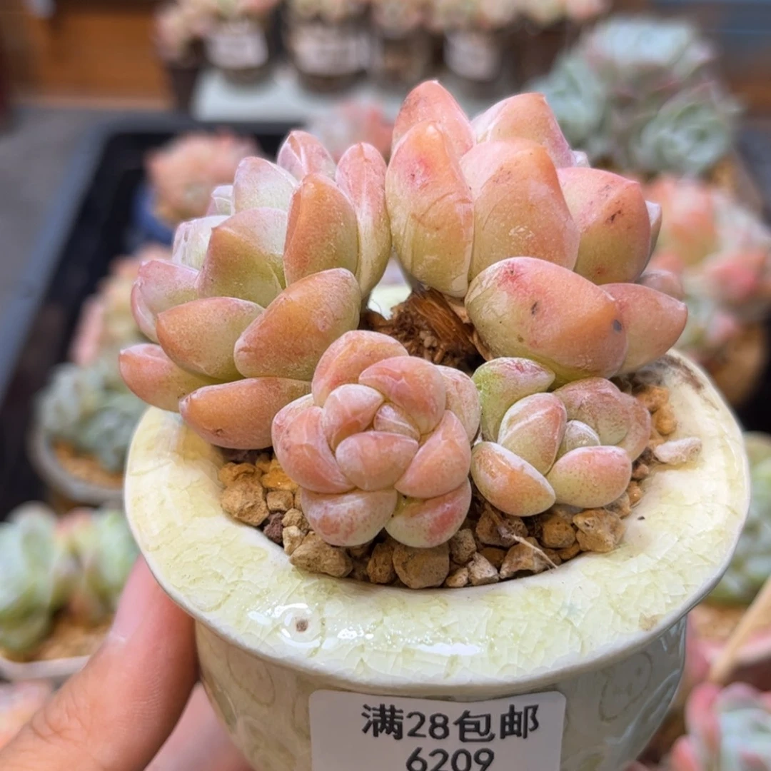 【闪购商品】6209冰玉4头