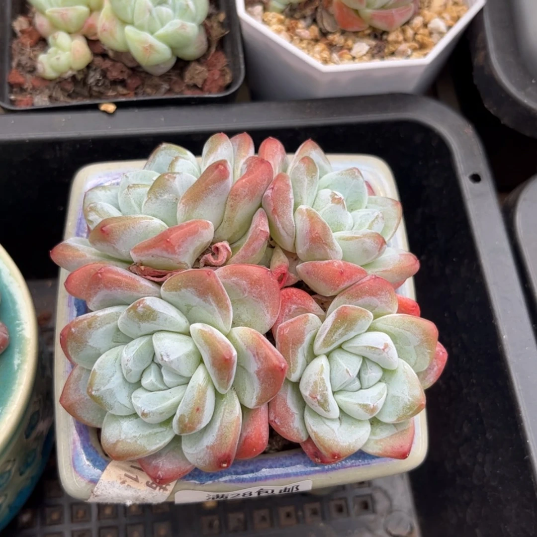 【闪购商品】6431冰玉4头