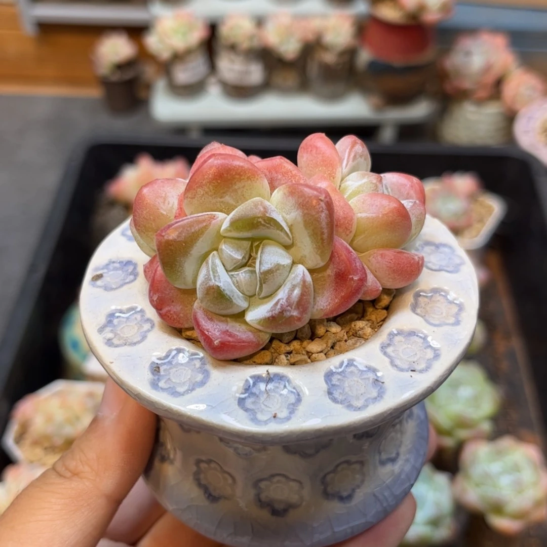 【闪购商品】5479冰玉3头
