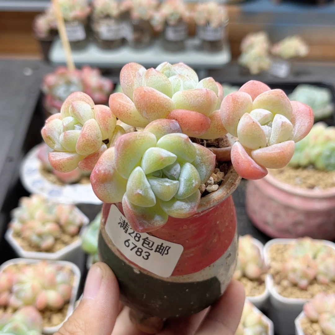 【闪购商品】6783冰玉4头