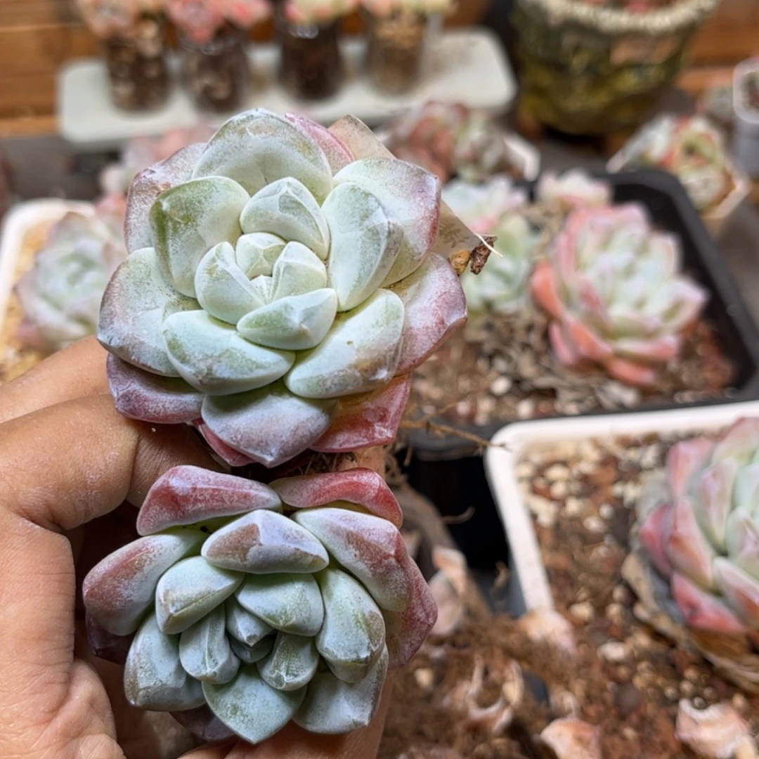 【闪购商品】1939冰玉双头