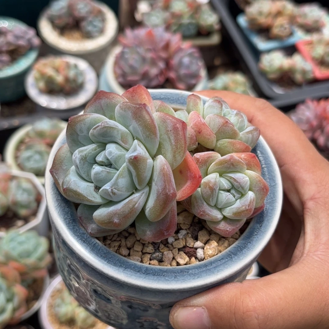 【闪购商品】2578冰玉4头